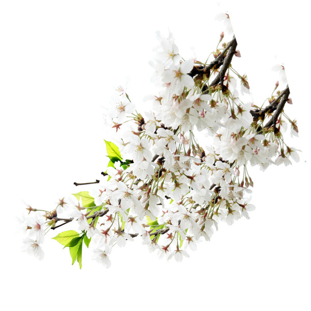 梨花PNG透明图片，高清植物装饰元素，设计素材免费下载