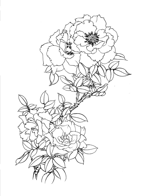 高清牡丹花线稿PNG，透明装饰元素，植物图片设计素材免费下载