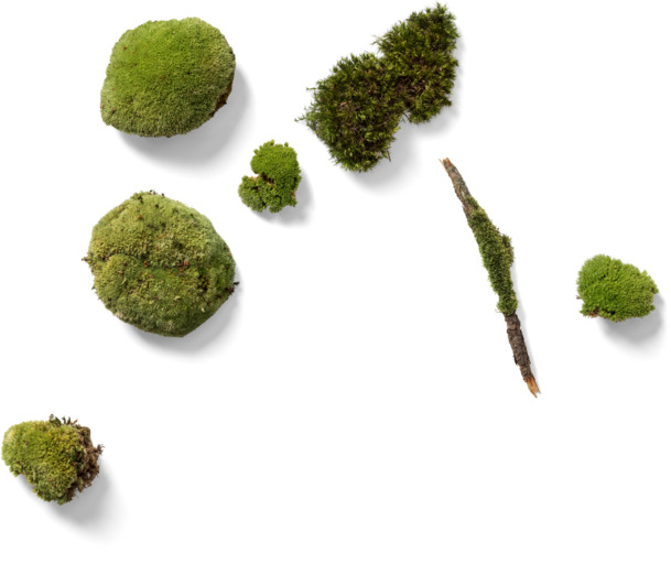 青苔装饰图案，动植物元素PNG/PSD高清透明图片素材下载