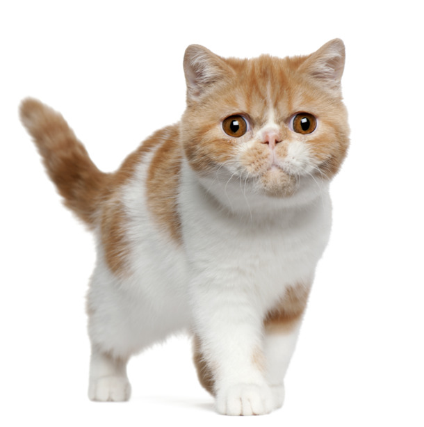 黄花猫PNG透明图，动植物元素设计素材，高清下载
