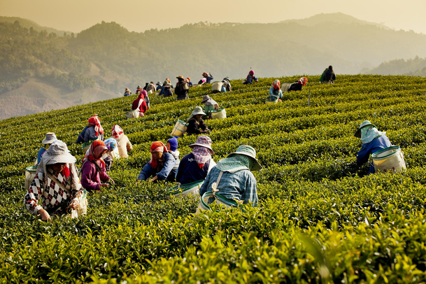 茶园采摘人物PNG透明背景图，高清摄影风景素材下载