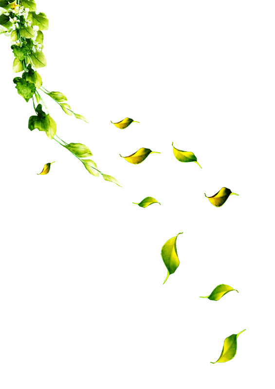 树叶背景PNG透明图，高清漂浮叶子设计素材，免费下载