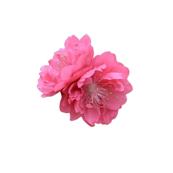 免费下载高清PNG透明桃花素材，精美免抠桃花朵朵开图片