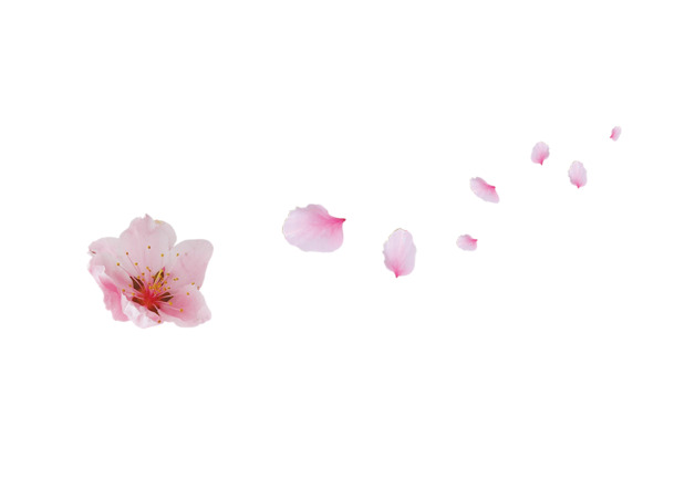 桃花PNG透明图，高清花瓣漂浮元素，设计素材免费下载