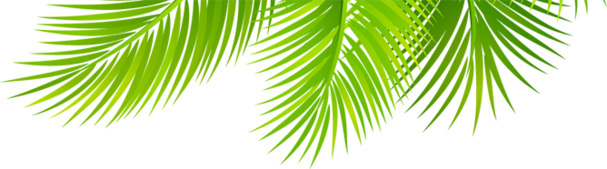 椰子叶PNG透明图，高清植物装饰元素，设计素材免费下载
