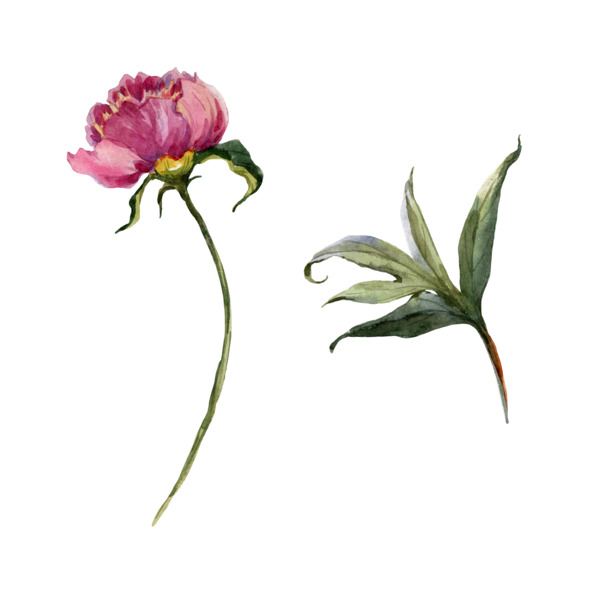 手绘玫瑰PNG透明图，高清节日元素，情人节设计素材下载