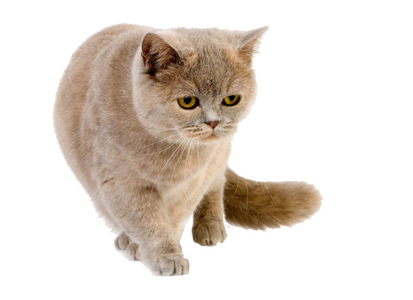 凶猛猫咪PNG透明图，动植物元素设计素材，高清下载