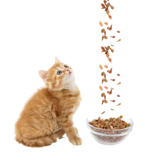 小猫与猫粮PNG透明图集，动植物元素动物设计素材下载