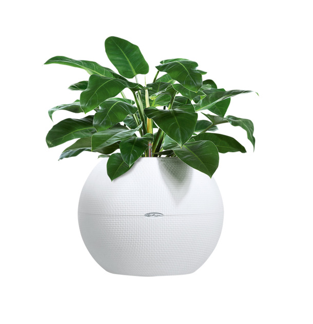 绿植花盆PNG透明图，动植物元素高清素材，免费下载