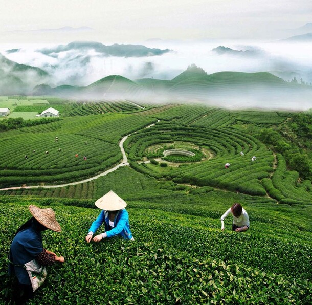 茶农采茶美景，辽阔茶园高清PNG透明背景图片，设计素材下载