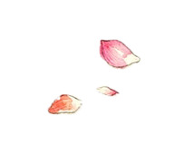 花瓣手绘PNG透明图片素材，高清漂浮元素设计下载