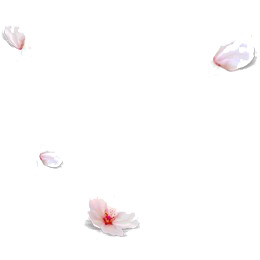 落花PNG透明高清素材，漂浮花瓣图片设计元素免费下载