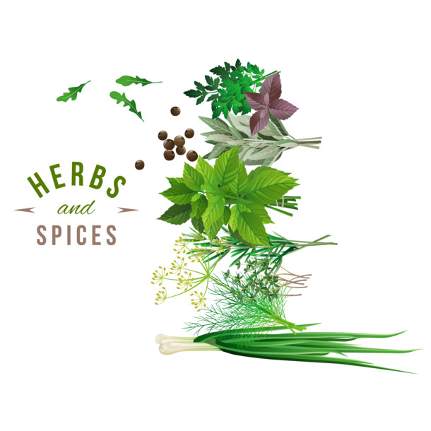 矢量香草香料设计素材，高清PNG/AI格式，透明图片，植物装饰元素下载
