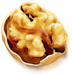 手绘核桃干果PNG透明图，动物元素装饰，高清设计素材下载