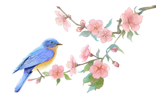 水彩花鸟画二月杏花高清PNG素材，免扣元素设计下载