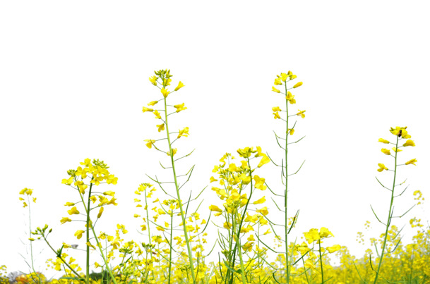 油菜花瓣PNG高清透明图，动植物元素设计素材免费下载
