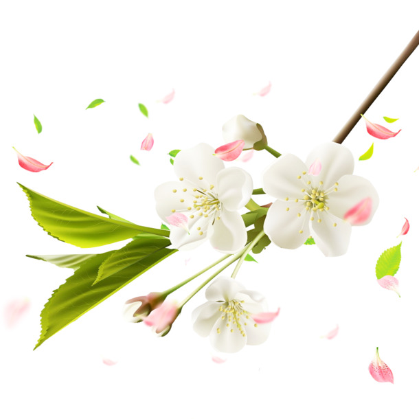 高清PNG梨花花瓣与叶子透明图片，精美植物装饰元素，设计素材下载