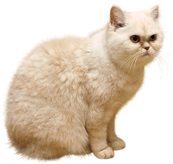 猫咪PNG透明图，动植物元素动物设计素材，高清下载