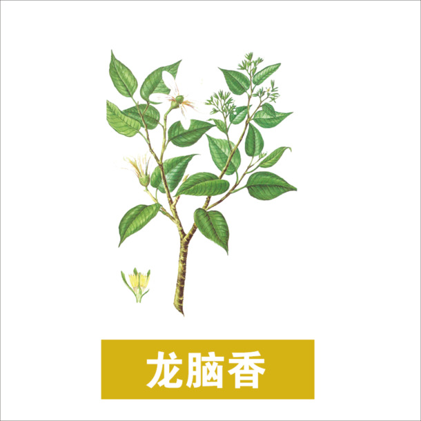 草药PNG透明图集，动植物元素丰富，高清设计素材下载