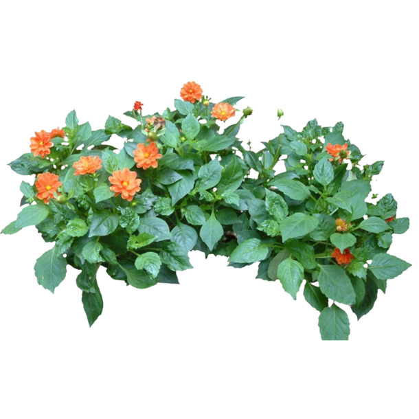 花朵灌木丛PNG透明图，动植物元素，高清设计素材下载