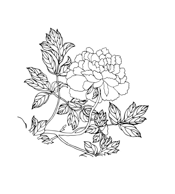 圆形牡丹线稿PNG，高清透明动植物元素，AI格式设计素材下载