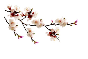 白梅花花朵花枝蓓蕾高清PNG透明图片，精美植物装饰元素，免费下载设计素材