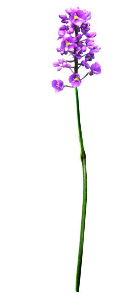 蓝色花PNG素材，高清透明漂浮花瓣，免抠设计元素下载