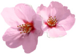 粉色植物桃花PNG透明图，节日元素设计素材高清下载