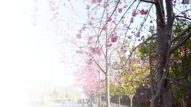 春日樱花摄影，精选高清PNG透明背景元素，风景PSD设计素材下载