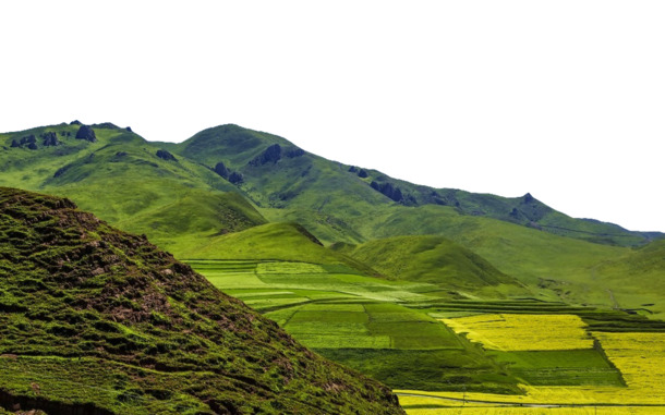 卓尼油菜花高清PNG透明背景摄影图，风景设计素材免费下载