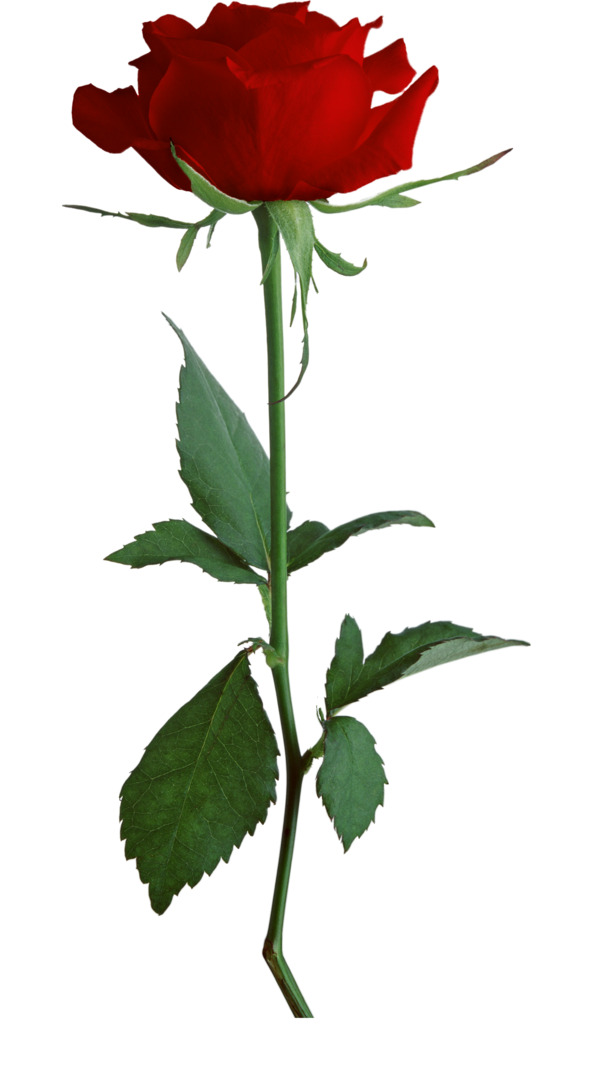 高清PNG透明玫瑰花图，动植物元素设计素材，免费下载
