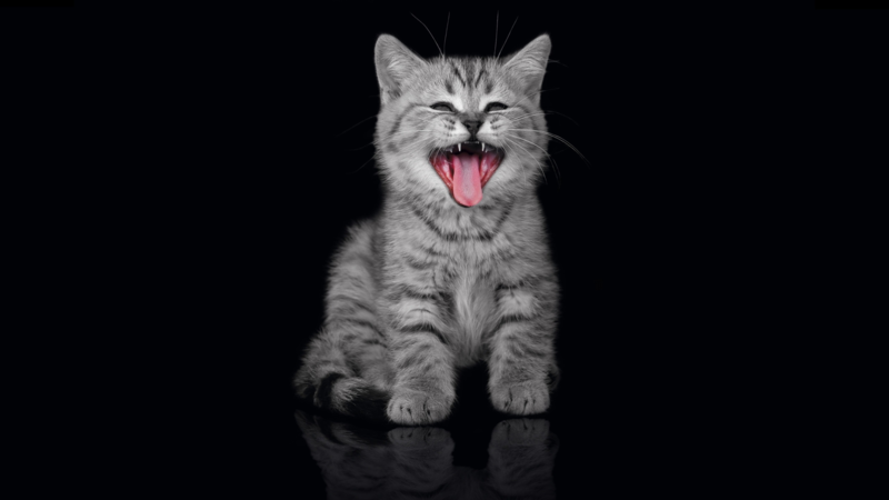 高清黑色小猫背景JPG，风景摄影素材，一键下载