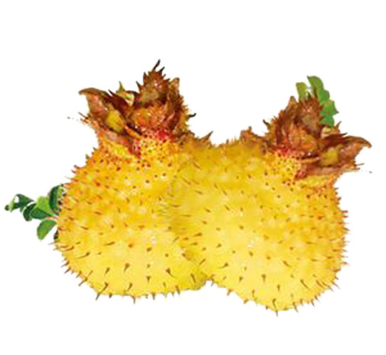 黄色刺梨PNG透明图，高清植物装饰元素，设计素材免费下载