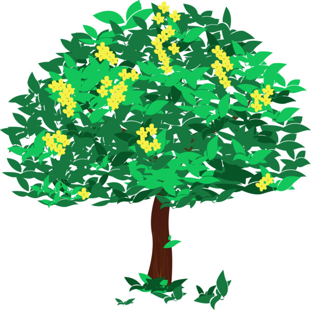 绿化景观桂花树PNG素材，高清透明动植物元素，AI设计格式，免费下载