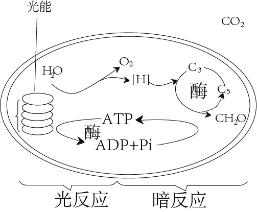 光合作用PNG透明素材，高清装饰元素，助力PPT设计，免费下载