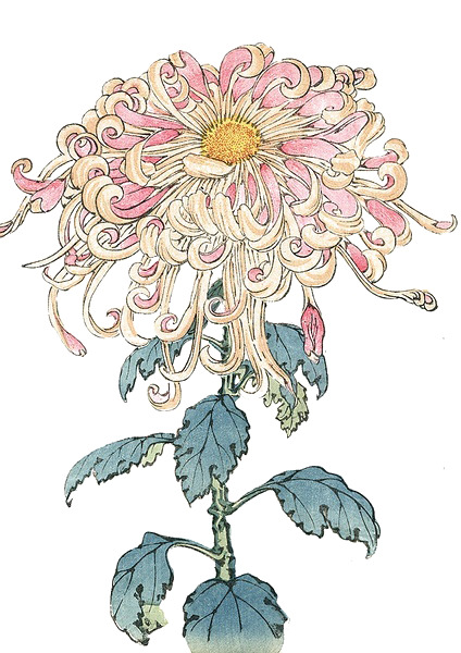 手绘花卉PNG透明图，节日元素与设计素材免费下载