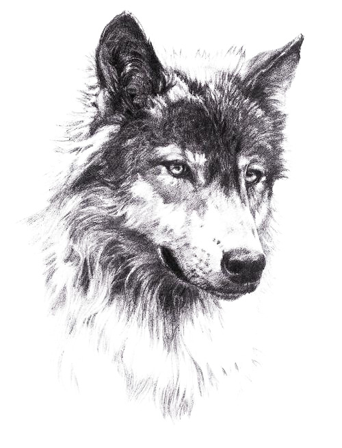 狼头像素描PNG透明免抠图标，高清下载，设计素材精选