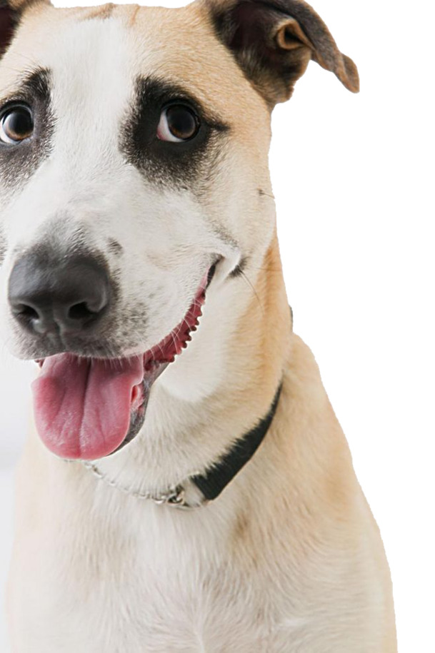 犬类PNG透明图集，动植物元素设计素材，一键下载高清大图