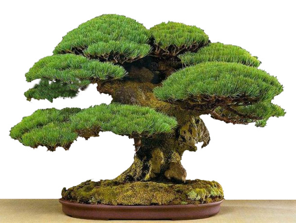 松柏PNG透明图，动植物元素设计素材，高清下载