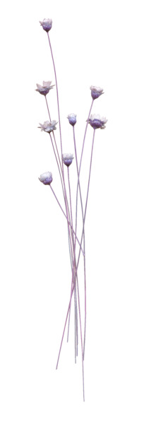 高清红色长枝干花朵PNG素材，透明漂浮元素，设计必备下载