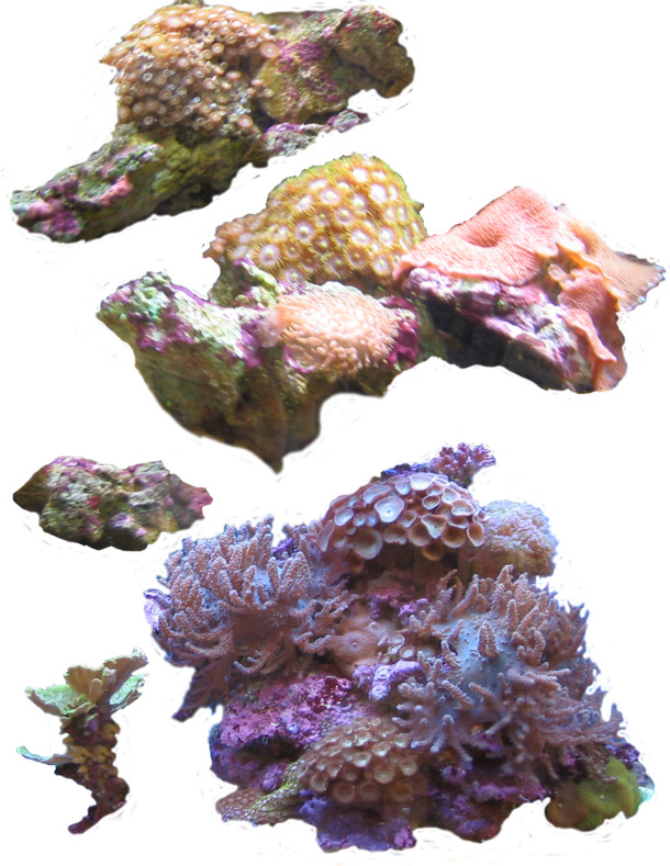 深海植物PNG透明图，高清动物装饰元素，设计素材下载