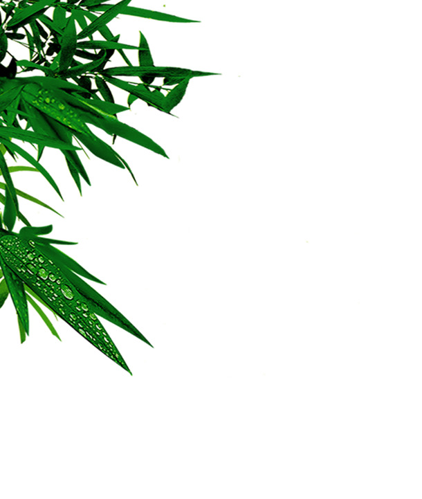 端午佳节，绿色树叶风景PNG透明图片，高清素材免费下载