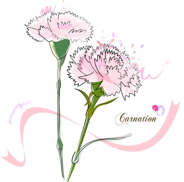 粉色手绘康乃馨PNG素材，高清透明，节日元素丰富，一键下载
