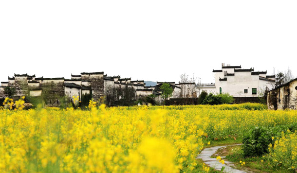 春日乡野，金黄油菜花美景，透明PNG背景图片，PSD设计素材免费下载