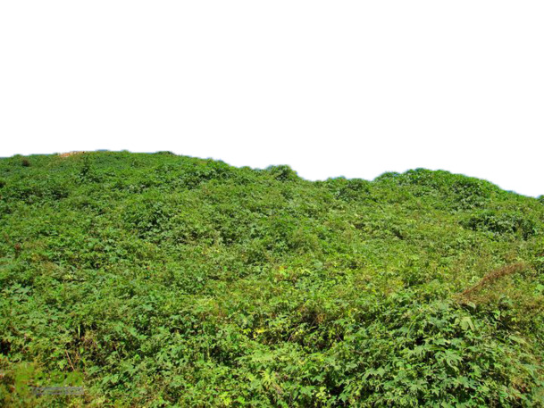 山坡一隅动植物PNG透明图，高清植物设计素材免费下载