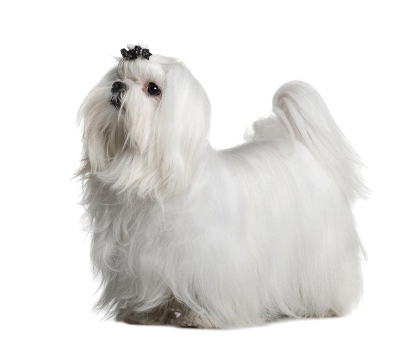西施犬装扮高清PNG透明图片，动物与植物设计素材免费下载