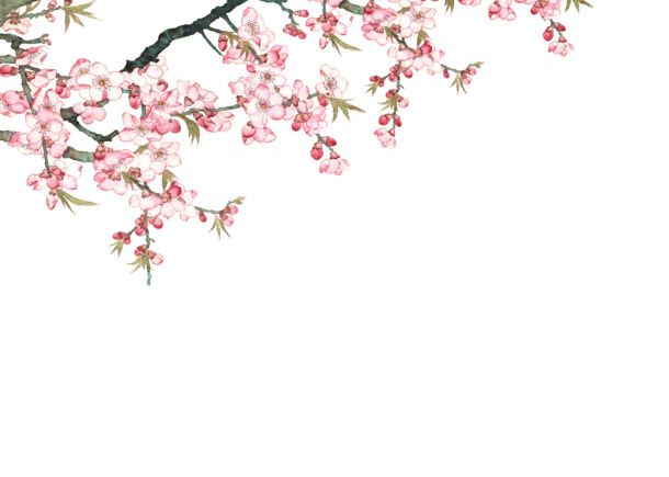 粉色桃花高清PNG透明图片，创意摄影装饰元素，设计素材下载