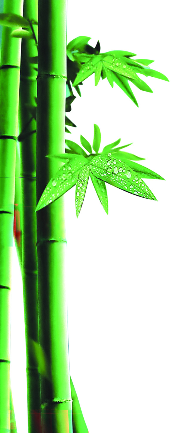 端午节绿色竹子水滴竹叶PNG透明图片，高清设计素材免费下载