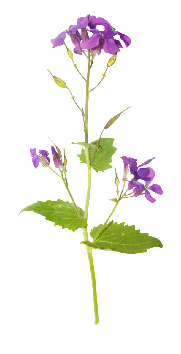 藏红花花枝PNG透明图，动植物元素设计素材，高清下载