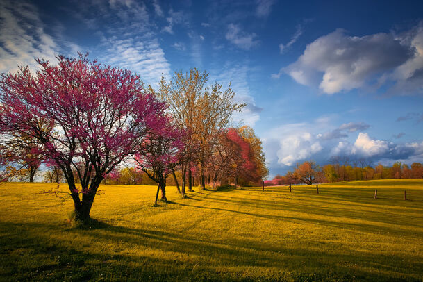 秋景如画，蓝天红树黄草高清PNG透明背景，摄影风景素材下载